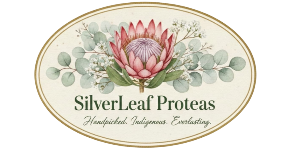 Silver Leaf Proteas